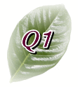 Q1
