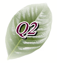 Q2